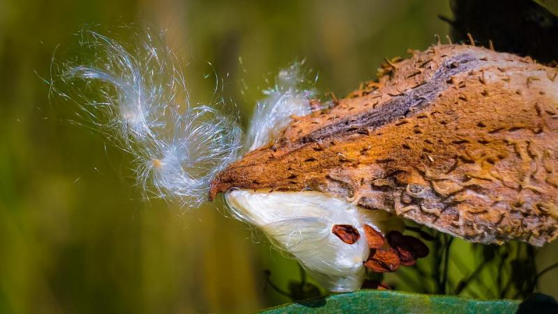 Competition entry: Milkweed Ready for Wind