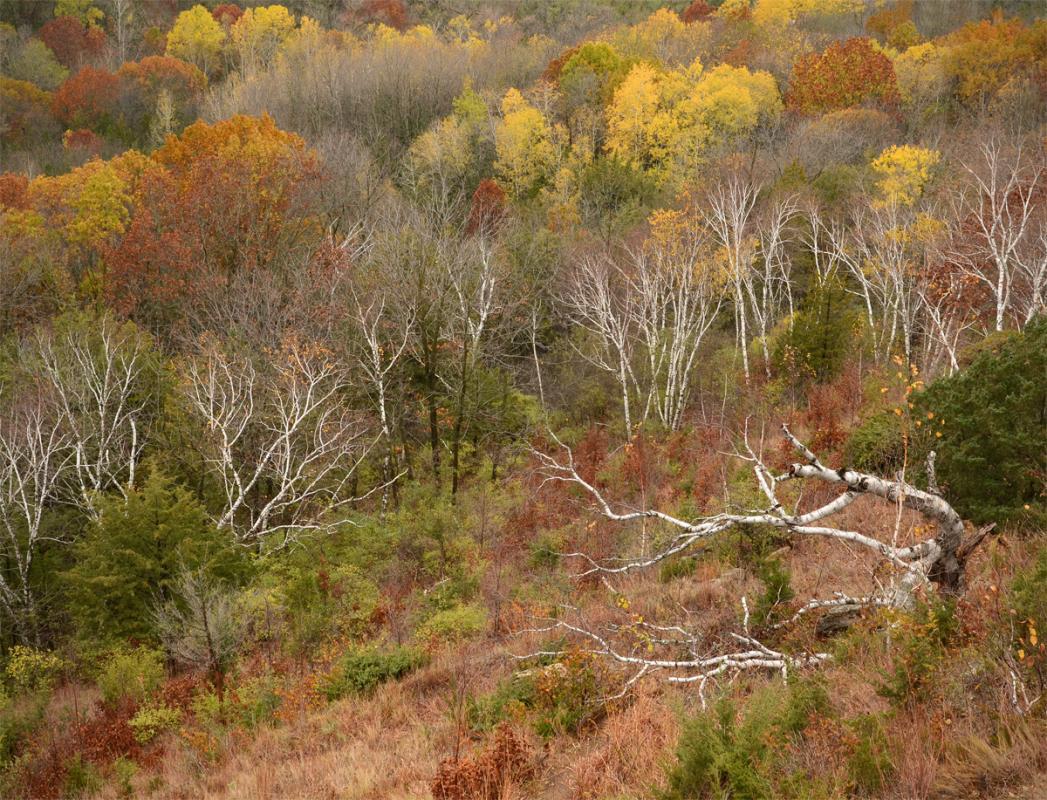 Competition entry: Autumn Birch