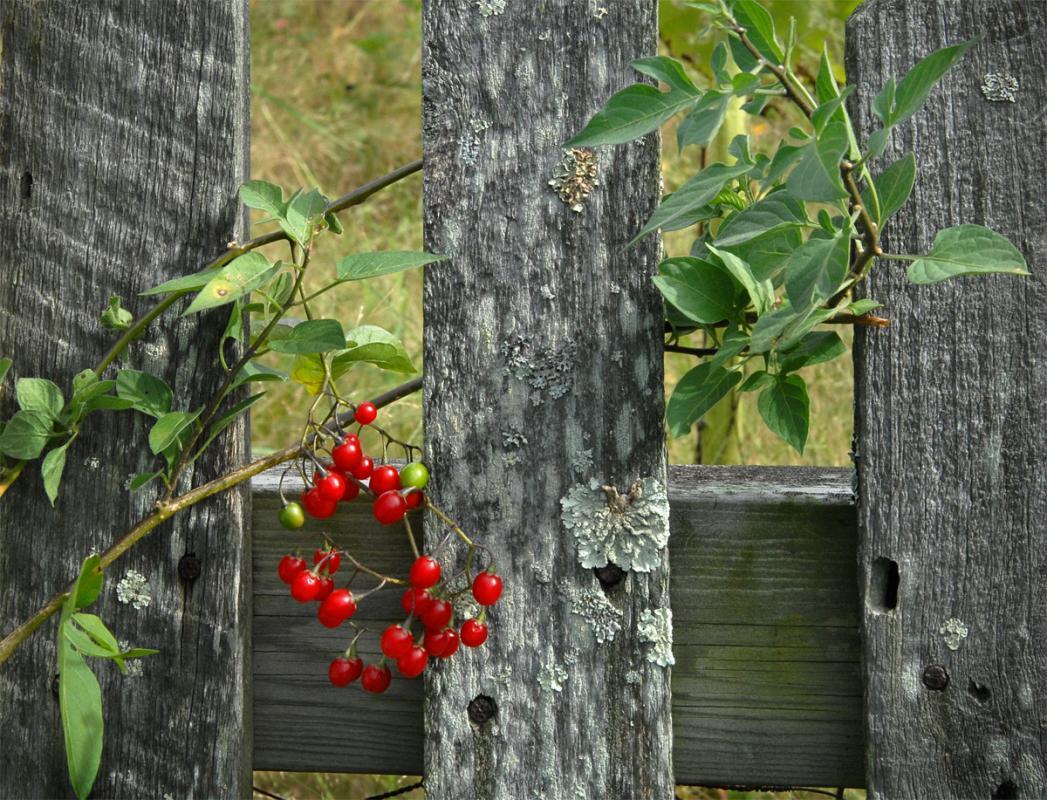 Competition entry: Red berries