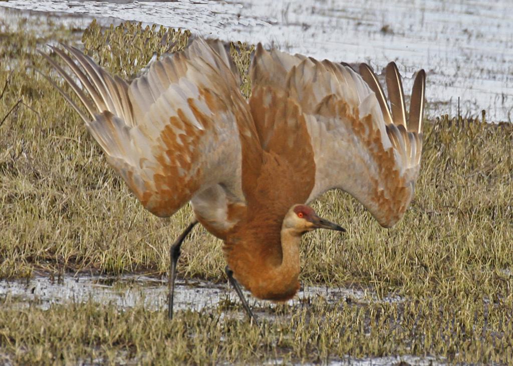 Competition entry: A "Courting" Sandhill Crane