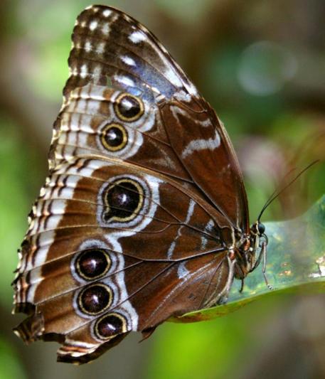 Competition entry: There can never be too many pictures of butterflies!