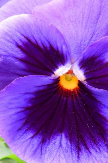 Competition entry: Pretty Pansy