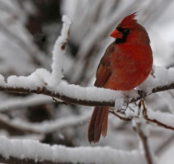 Competition entry: All Decked Out in Red for My Valentine