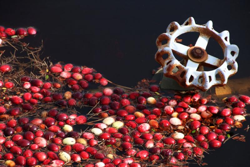 Competition entry: Cranberry Harvest