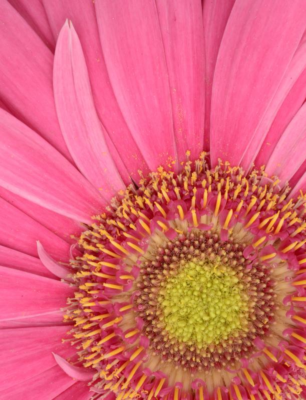 Competition entry: Pink Gerbera