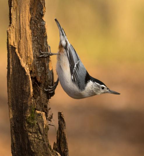 Competition entry: Nuthatch