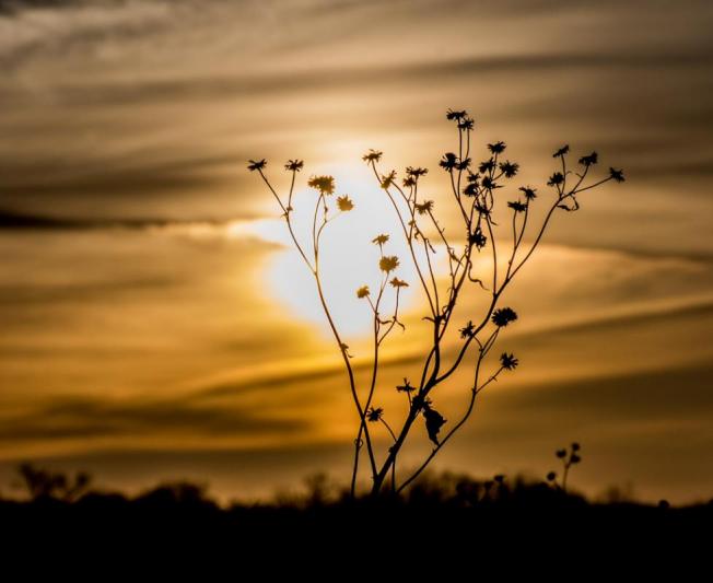 Competition entry: Sunrise weeds