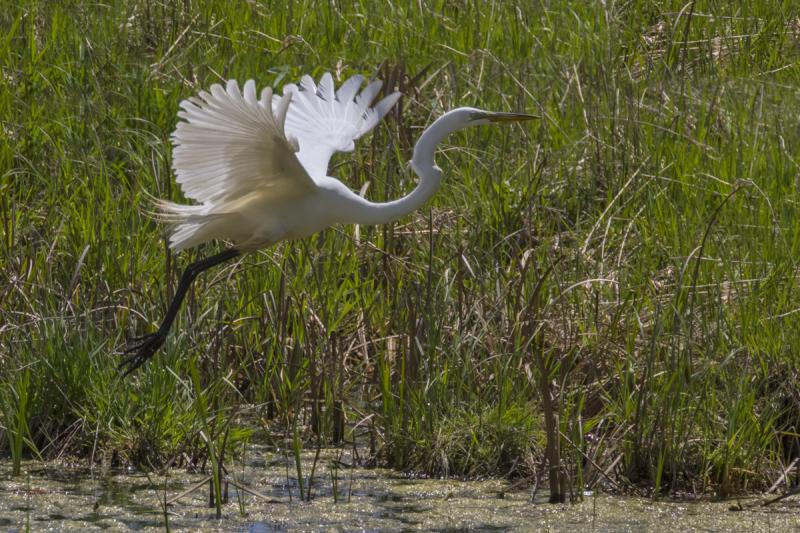 Competition entry: Elusive Egret