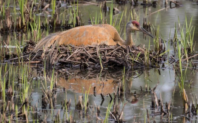 Competition entry: Sandhill Crane Nesting