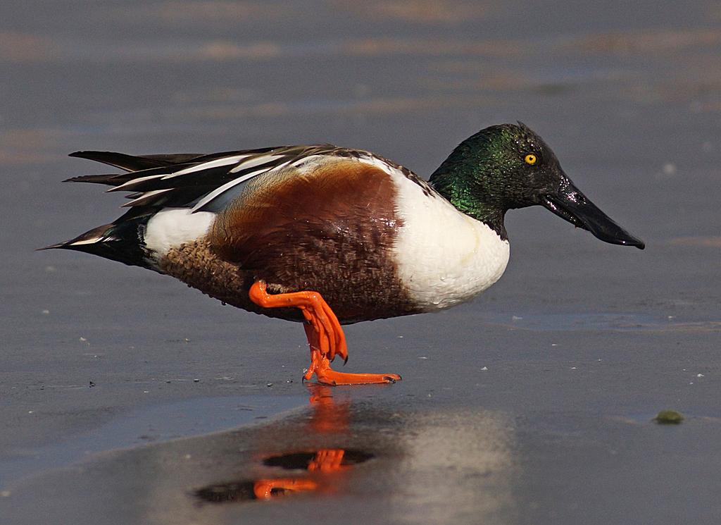 Competition entry: Northern Shoveler