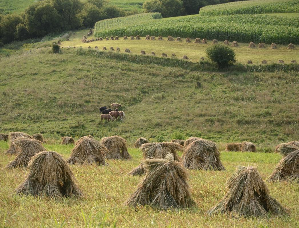 Competition entry: Horses and Wheat