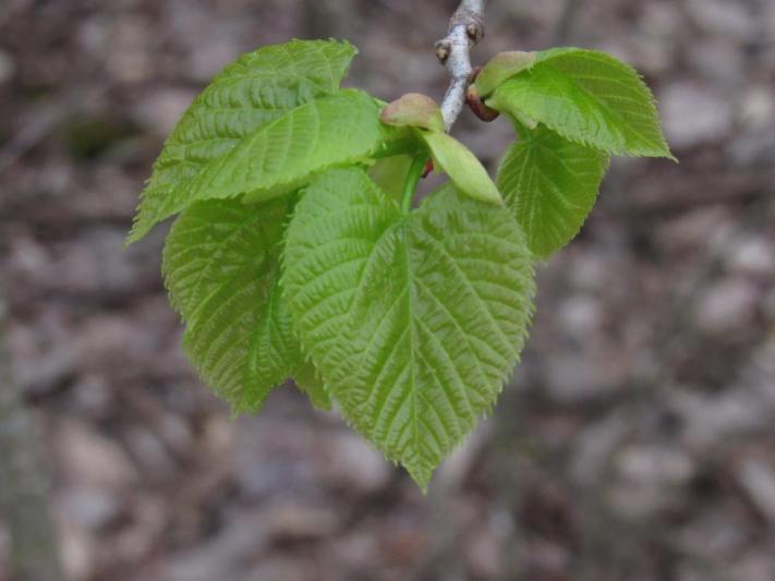 Competition entry: Spring Leaves