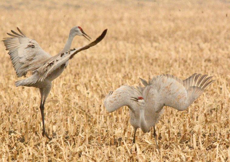 Competition entry: Sandhill Cranes