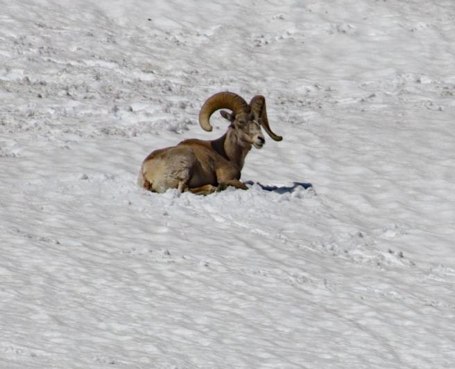 Competition entry: Big Horn in Glacier park