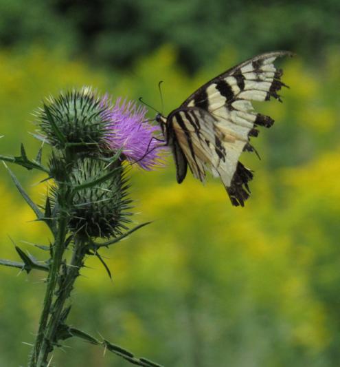 Competition entry: Beautiful Butterfly