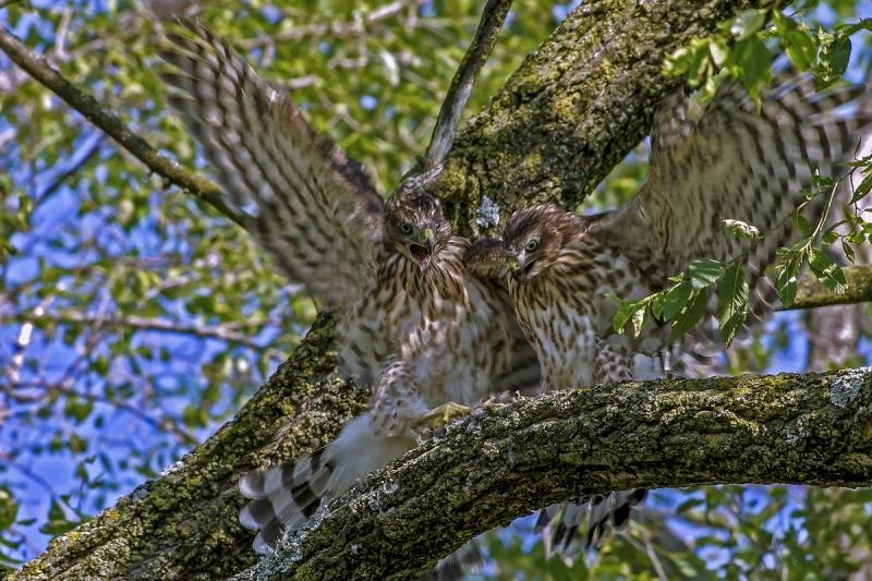 Competition entry: Hawk Fight