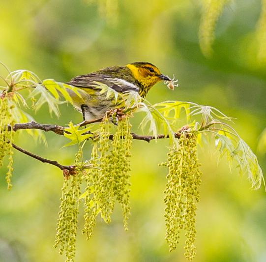 Competition entry: Breakfast on the Branch