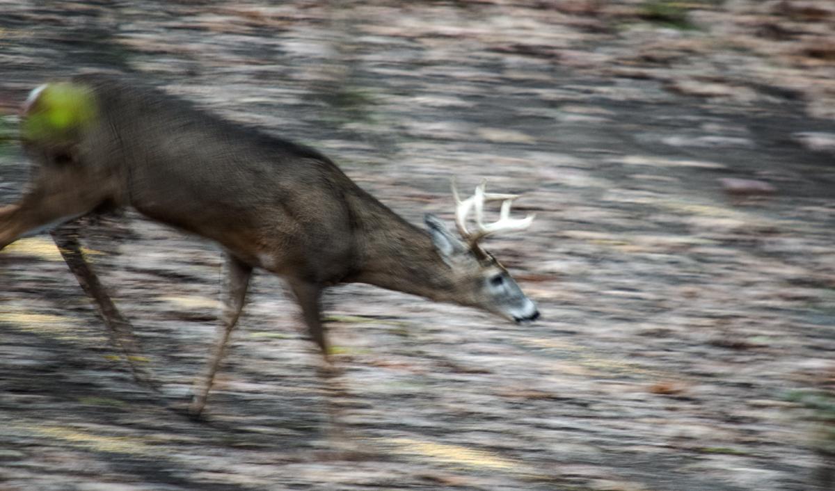 Competition entry: Deer on the Run