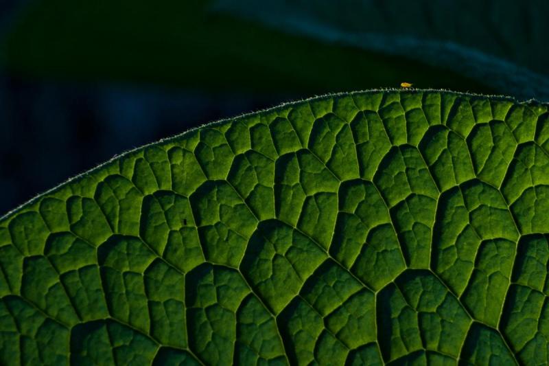 Competition entry: Comfrey Leaf