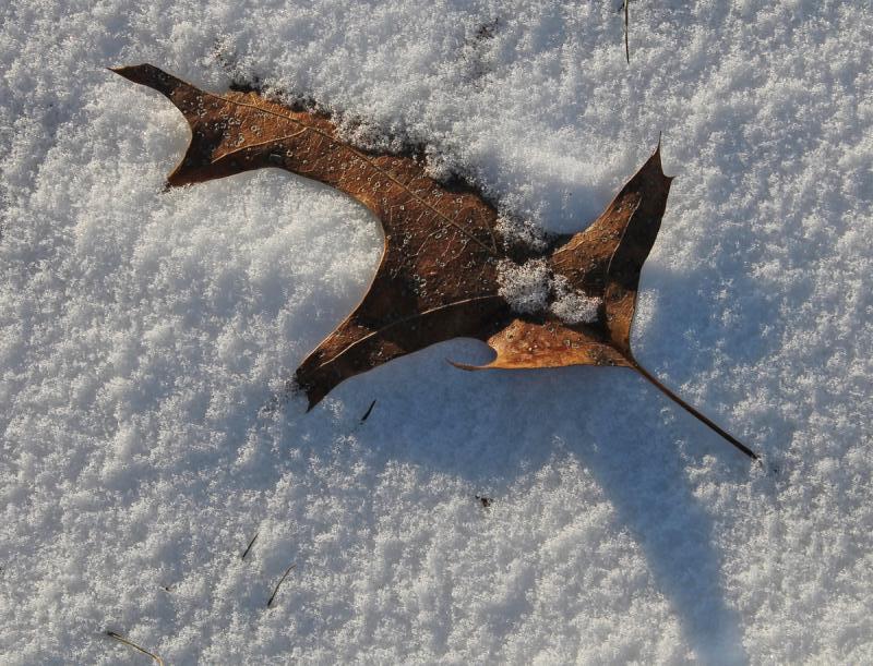 Competition entry: Leaf in Snow