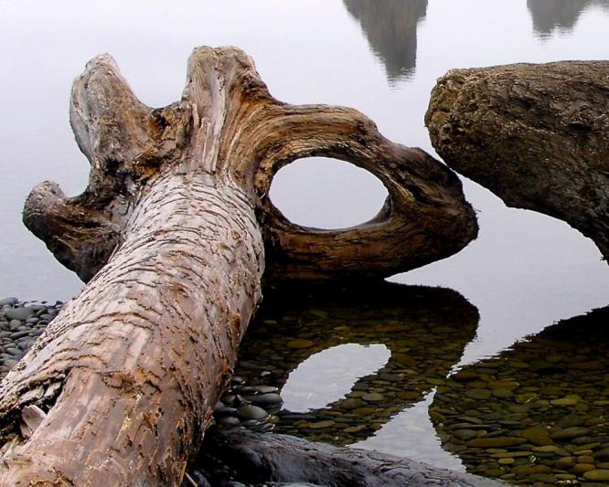 Competition entry: Beach Log Shadows