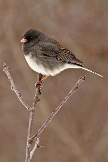 Competition entry: Another bird on a stick