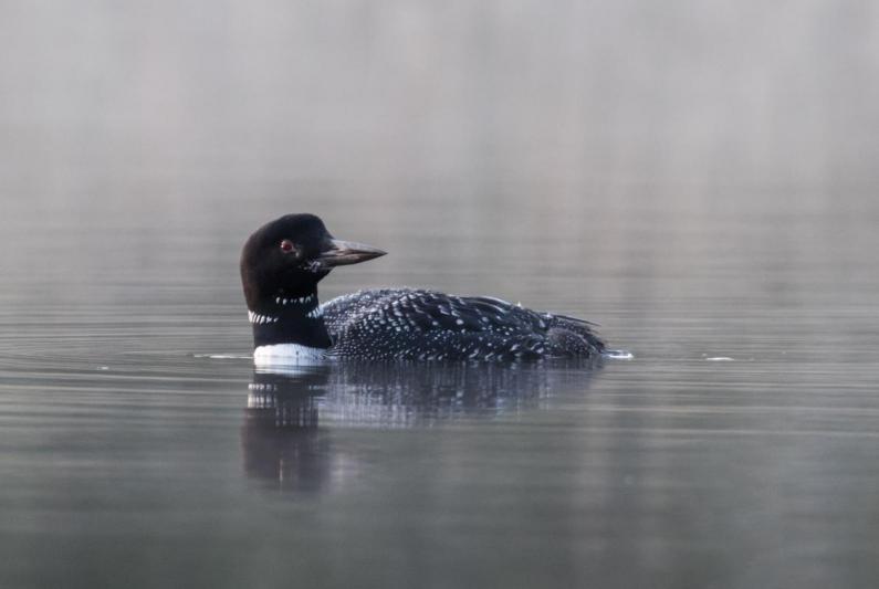 Competition entry: Foggy Morning on Middle Cullen Lake