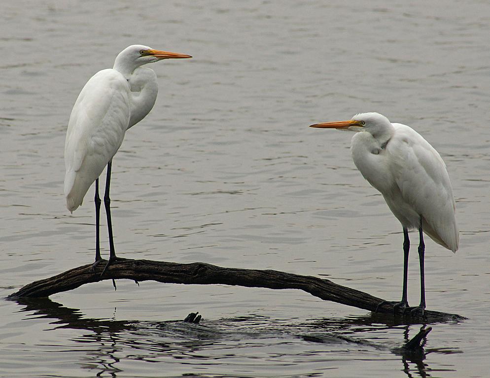 Competition entry: Great Egrets