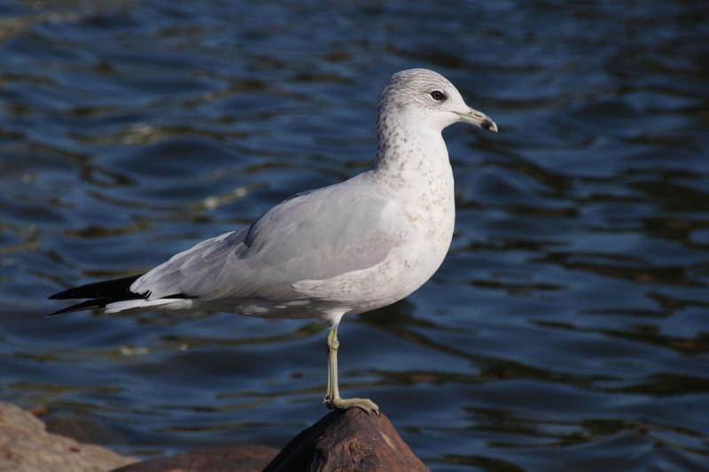 Competition entry: Seagull