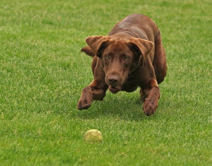 Competition entry: That ball is mine