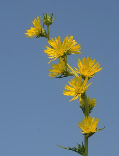 Competition entry: Compass Plant