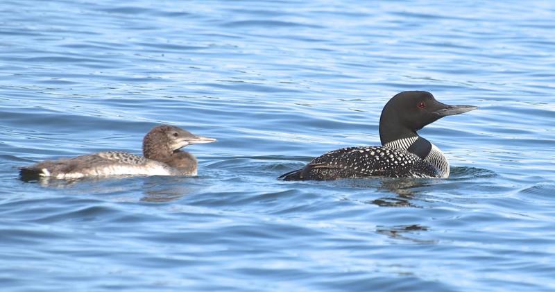 Competition entry: MN Loon and Young One