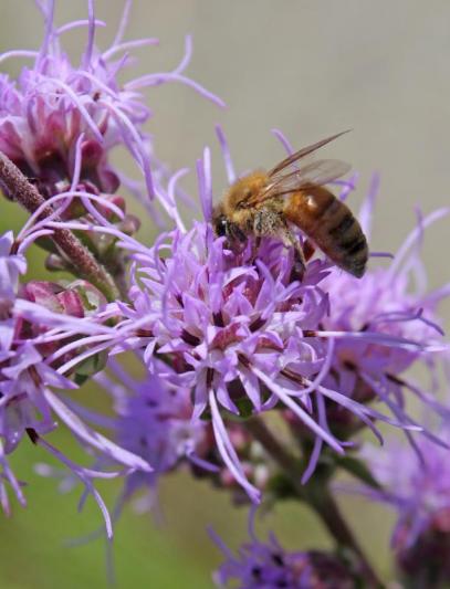 Competition entry: Searching for Nectar