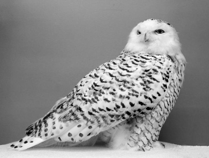 Competition entry: Snowy Owl