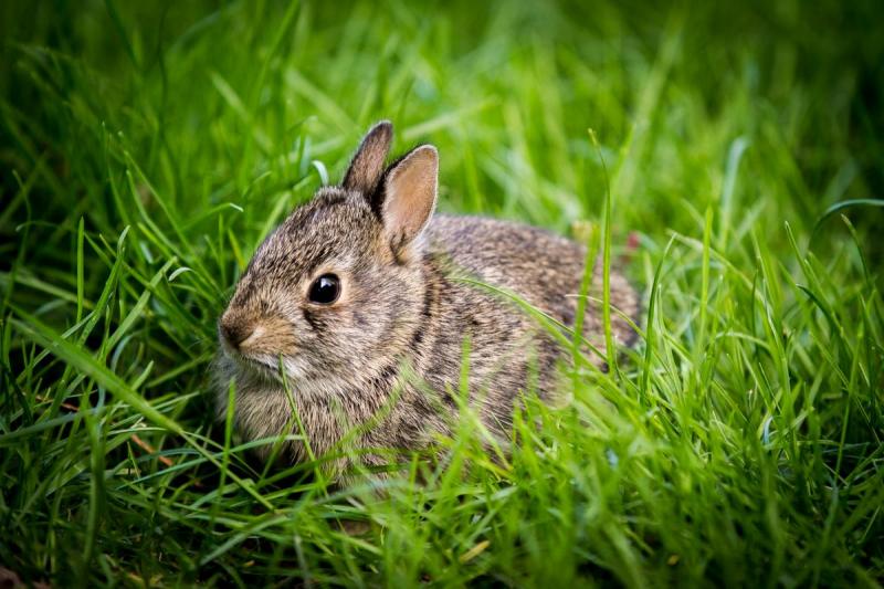 Competition entry: Easter Bunny in Training