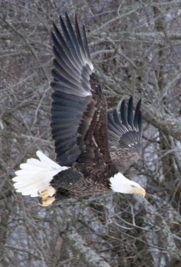 Competition entry: Eagle in Flight