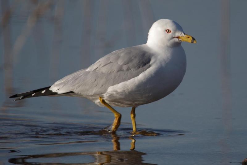 Competition entry: Seagull