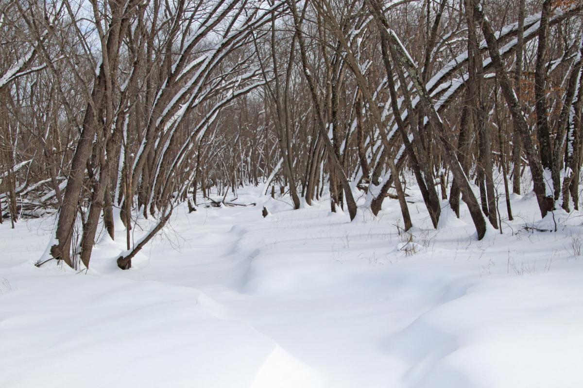 Competition entry: Frozen Creek