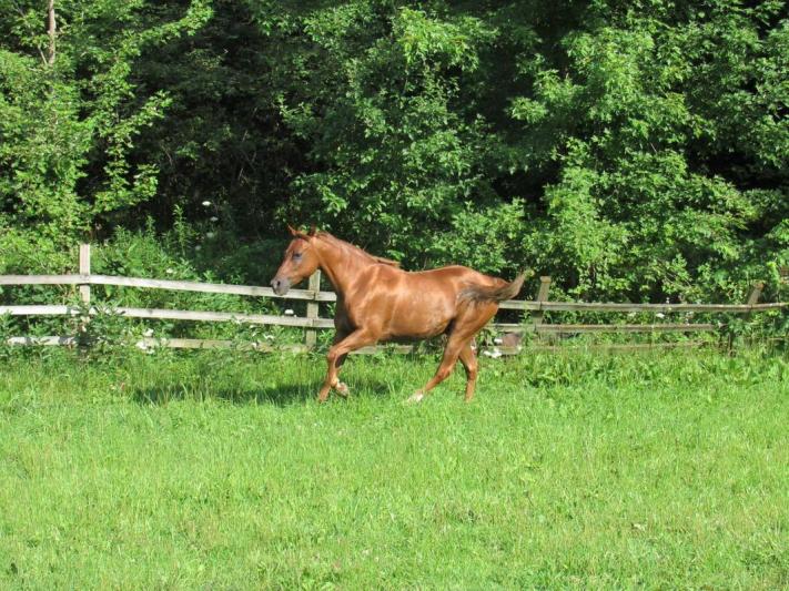 Competition entry: Prancing Prince