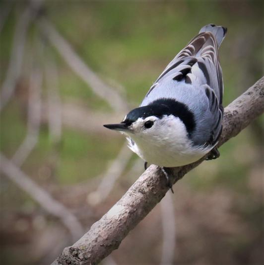 Competition entry: Nuthatch