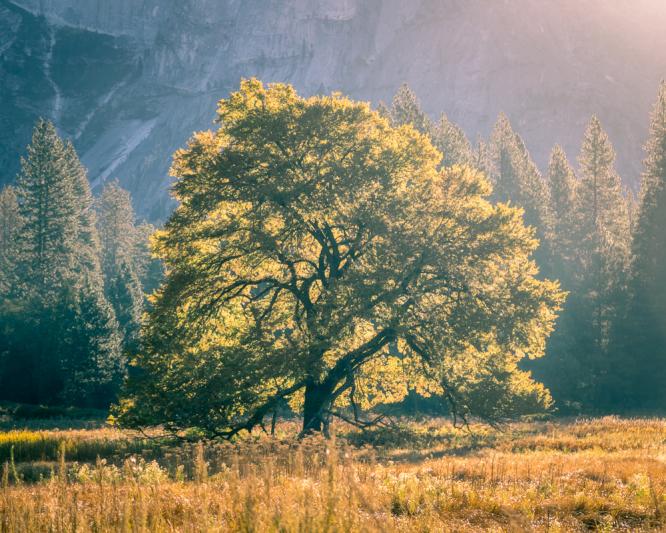 Competition entry: Yosemite Elm Tree