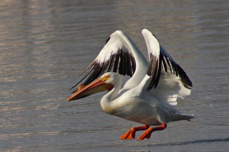 Competition entry: Pelican Taking Off