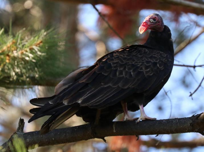 Competition entry: Turkey Vulture