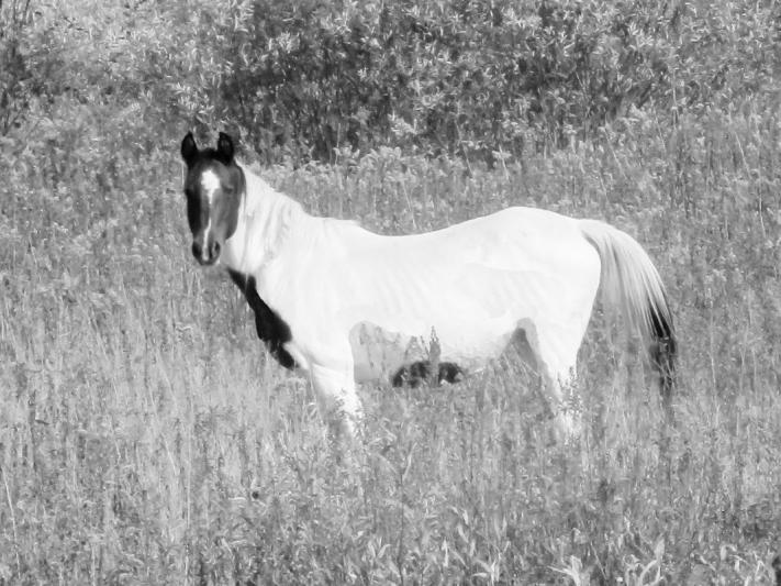 Competition entry: Grazing Time