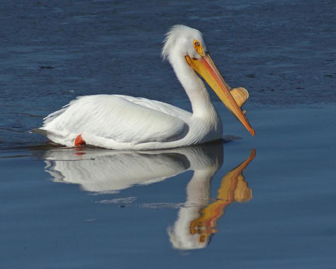 Competition entry: Pelican Swimming