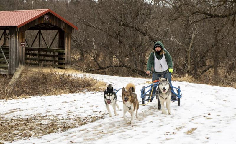 Competition entry: Dog Sledding On Wheels