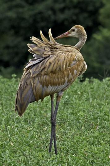 Competition entry: Baby Sandhill