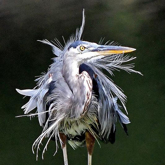 Competition entry: bad hair day