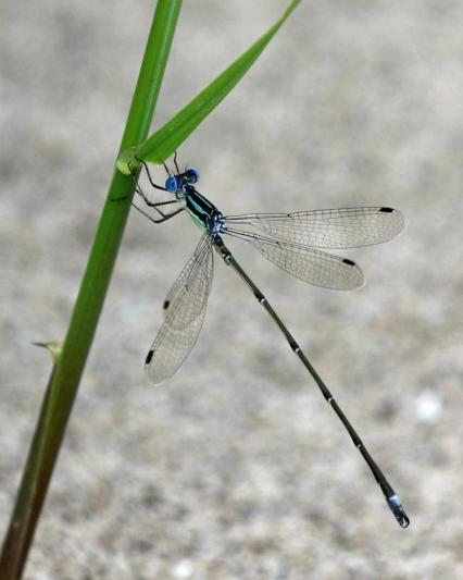 Competition entry: Dragonfly Dancer