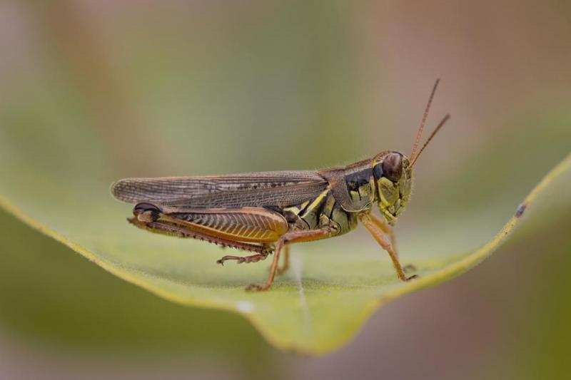 Competition entry: Leaf Jumper